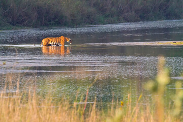 Bardiya Tiger Watching Wildlife Safari– A Thrilling Journey into Nepal’s Wild Heart 🌿